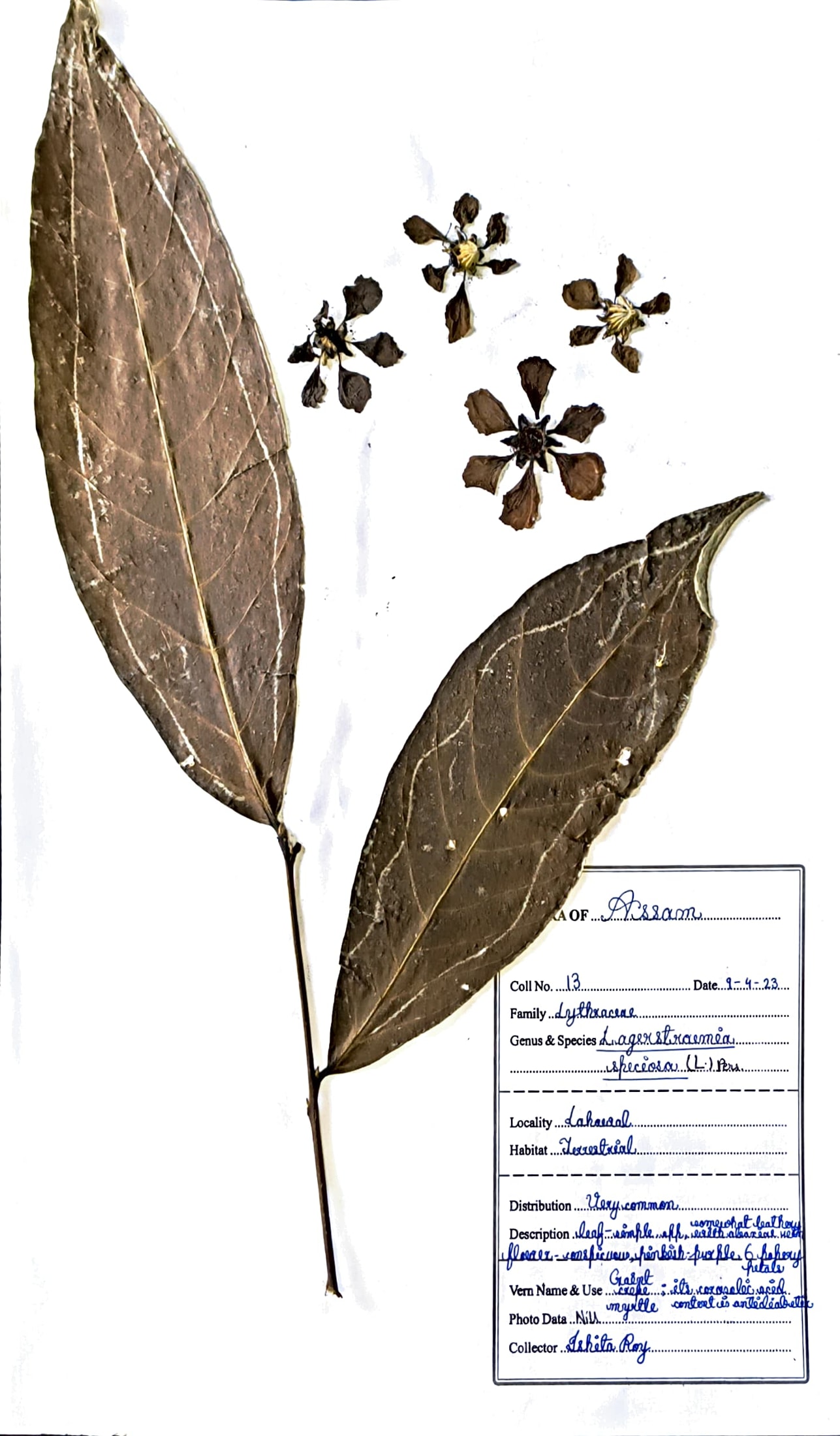 Azar (Ass.) (Herbarium)